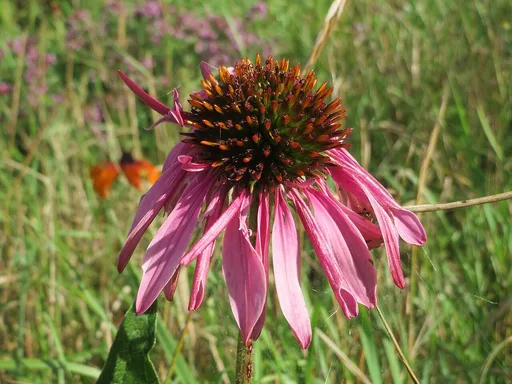 purple coneflower