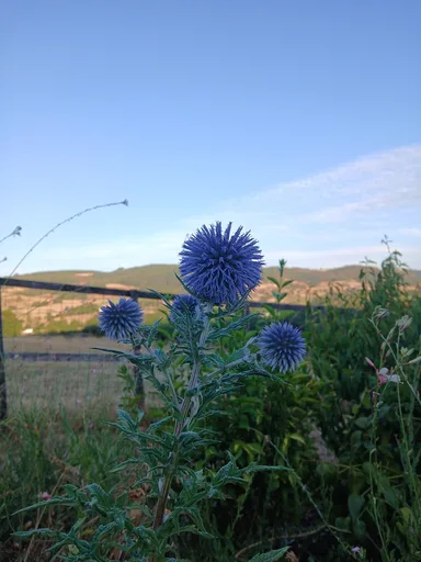 Southern Globe Thistle