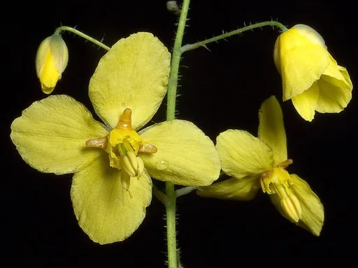 barrenwort