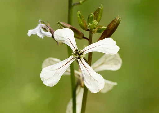 garden rocket