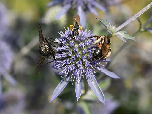 plains eryngo