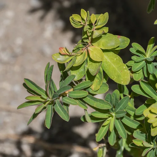 cushion spurge