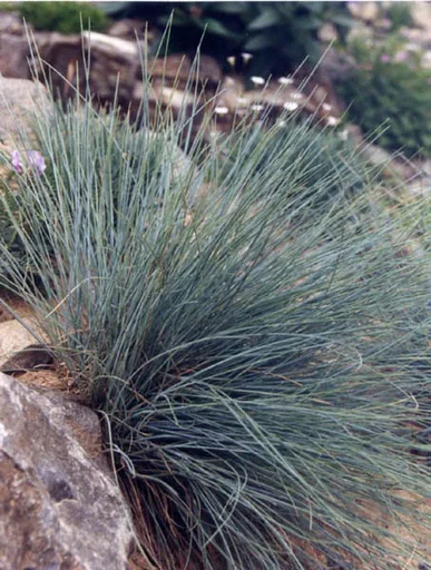blue fescue