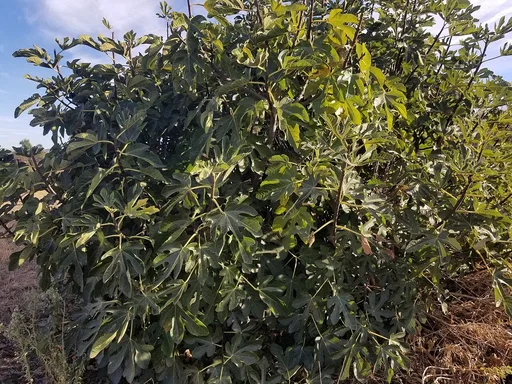 common fig