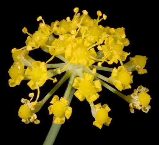 fennel