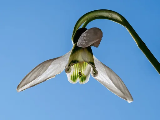 common snowdrop
