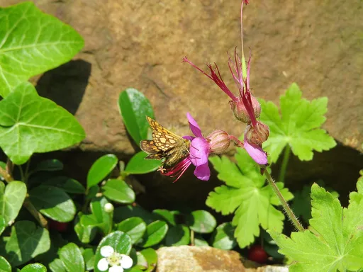 hardy geranium