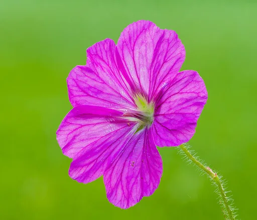 bloody cranesbill