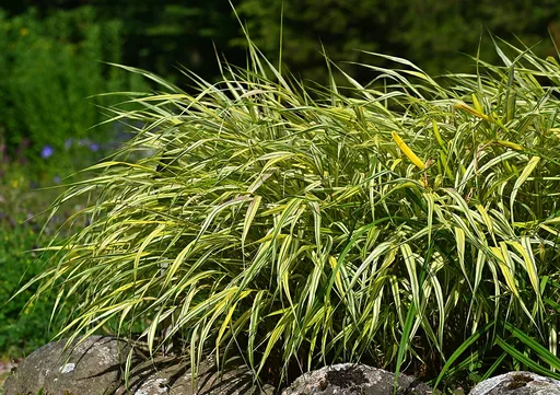 Hakone grass
