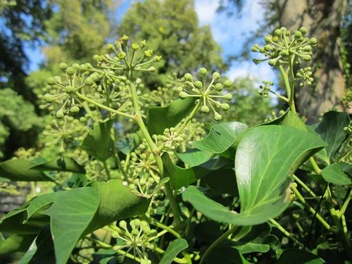 common ivy