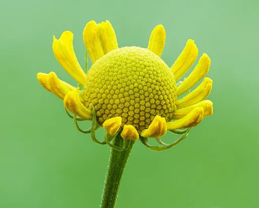 common sneezeweed