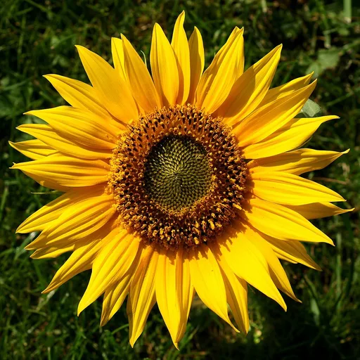 common sunflower