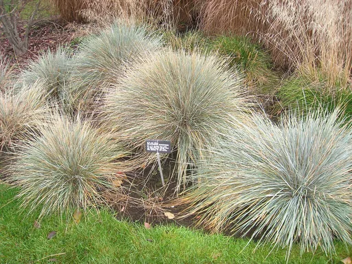 Blue Oat-grass