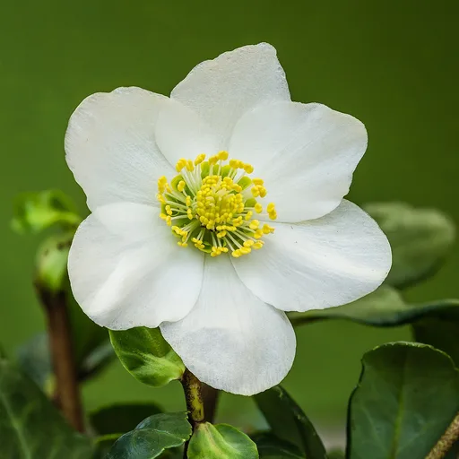 Christmas rose