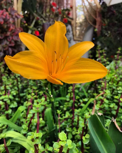 lemon day-lily
