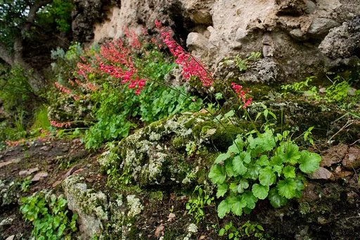 coralbells