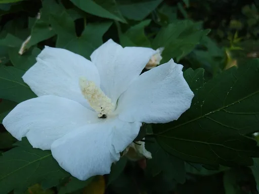 rose of Sharon