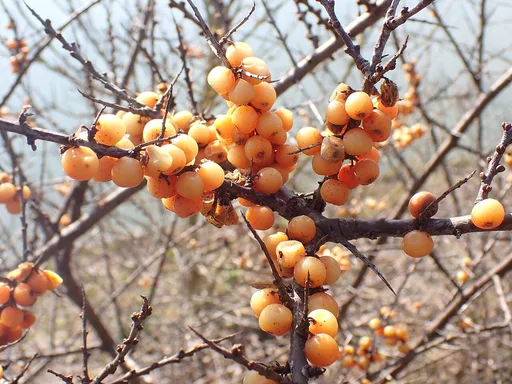sea buckthorn