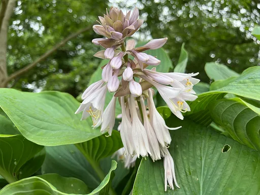 Siebold's hosta