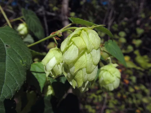 common hop