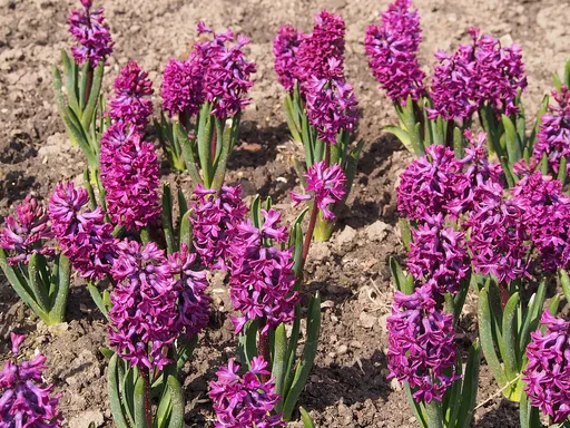 common hyacinth