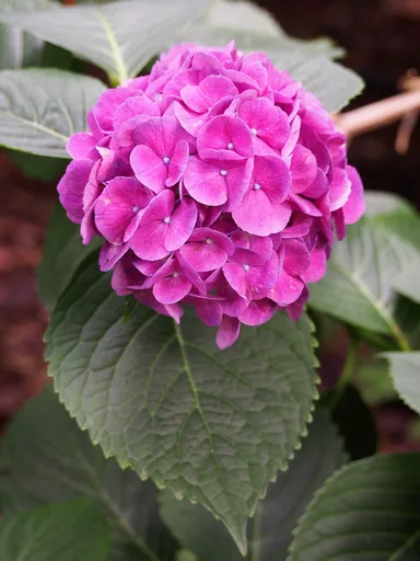 bigleaf hydrangea
