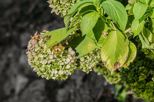panicle hydrangea
