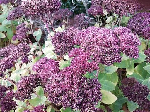 showy stonecrop
