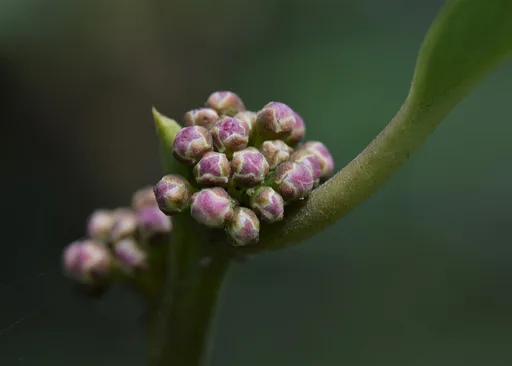 English holly