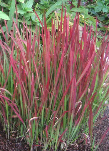 American Grass