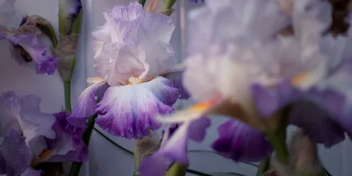 German iris
