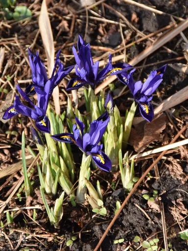 netted iris