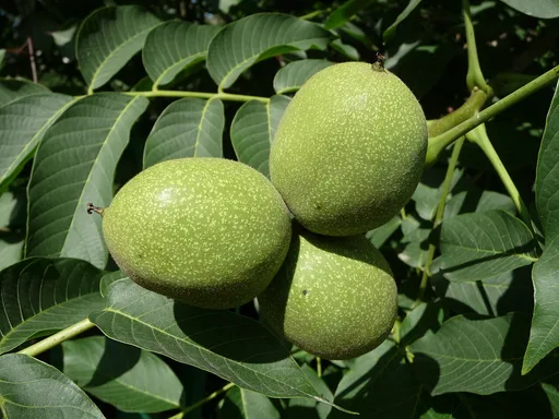 English walnut