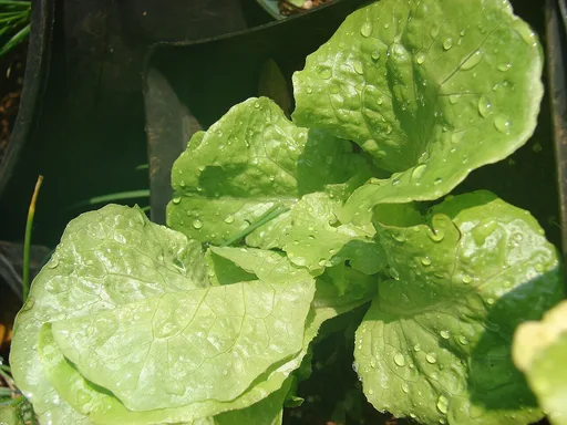 lettuce