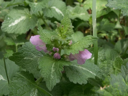 Spotted Dead-nettle