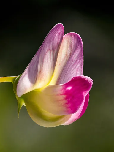 sweet pea