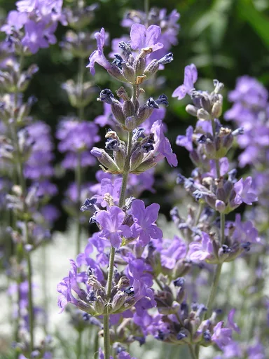 English lavender