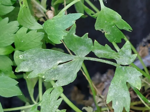 lovage