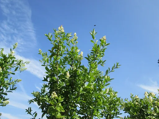 common privet