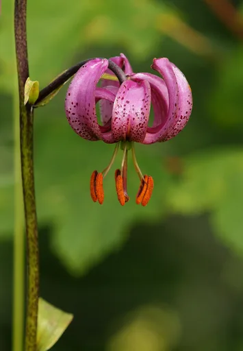 Martagon lily