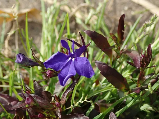 Edging lobelia