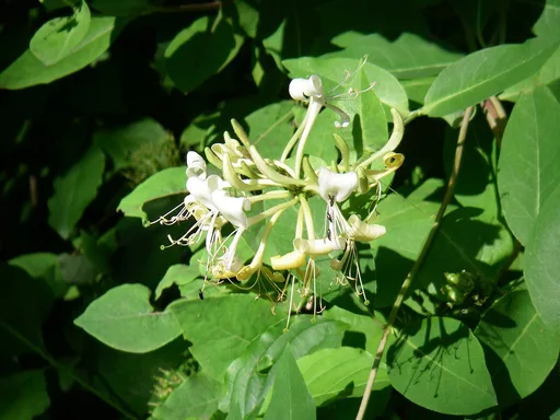 common honeysuckle