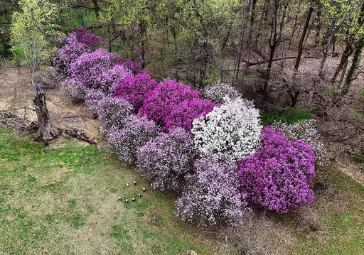 saucer magnolia