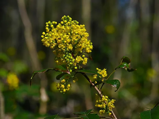 Oregon grape