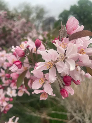 Japanese crabapple