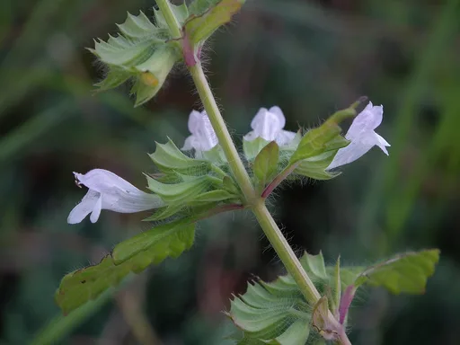 lemon balm