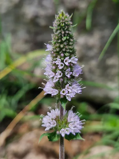 peppermint