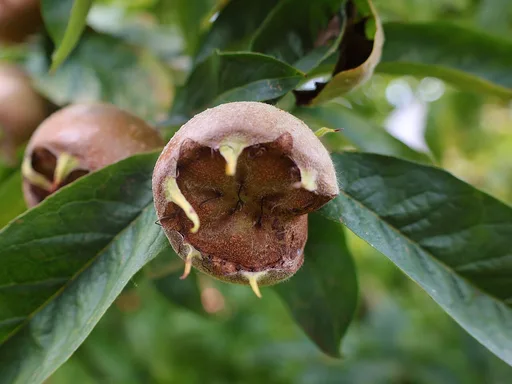 common medlar