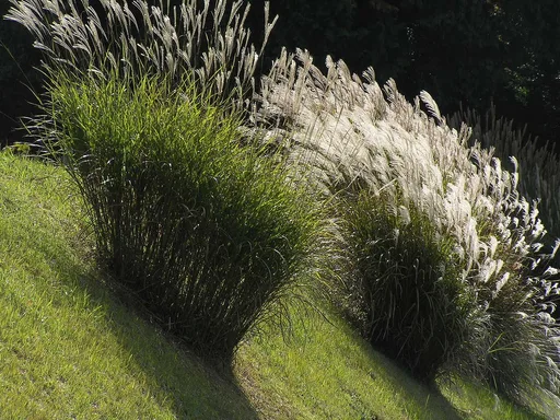 Chinese Silvergrass