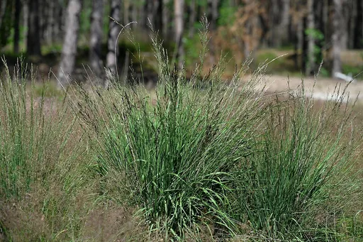purple moor grass